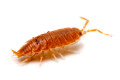 Porcellionides pruinosus 'Orange'